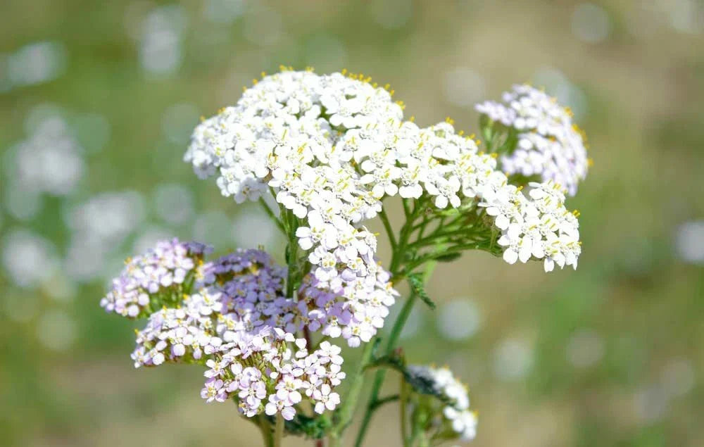 White Yarrow Seeds 1000 Pack - Achillea Millefolium - Drought-Resistant Perennial