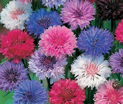 Bachelor's Buttons Seeds - Polka Dot Mix Dwarf Variety, Colorful Annual Flowers, Centaurea cyanus, 570 Seeds