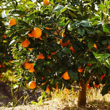 Sunkist Orange Cuttings 2X - Grow Your Own Orange Tree - Citrus sinensis