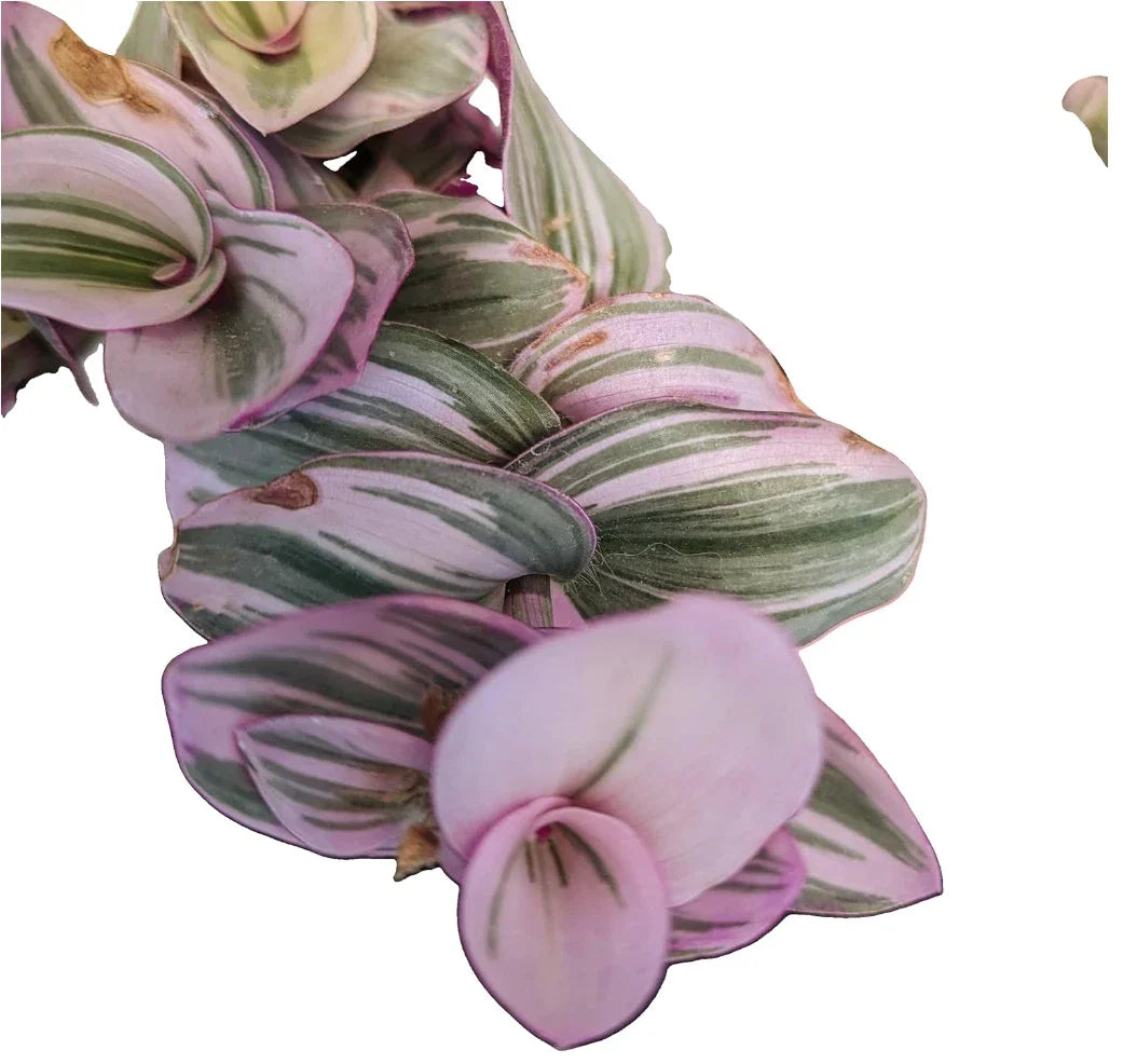 Tradescantia Nanouk Cuttings - Lilac Wandering Jew Plant in 2" or 4" Pot, Easy Care Indoor Houseplant, Trailing Greenery, Variegated Leaves