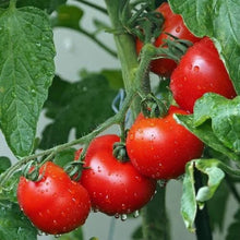 Ace 55 Tomato Seeds - 30+ Heirloom Non-GMO Fresh Seeds - Solanum lycopersicum