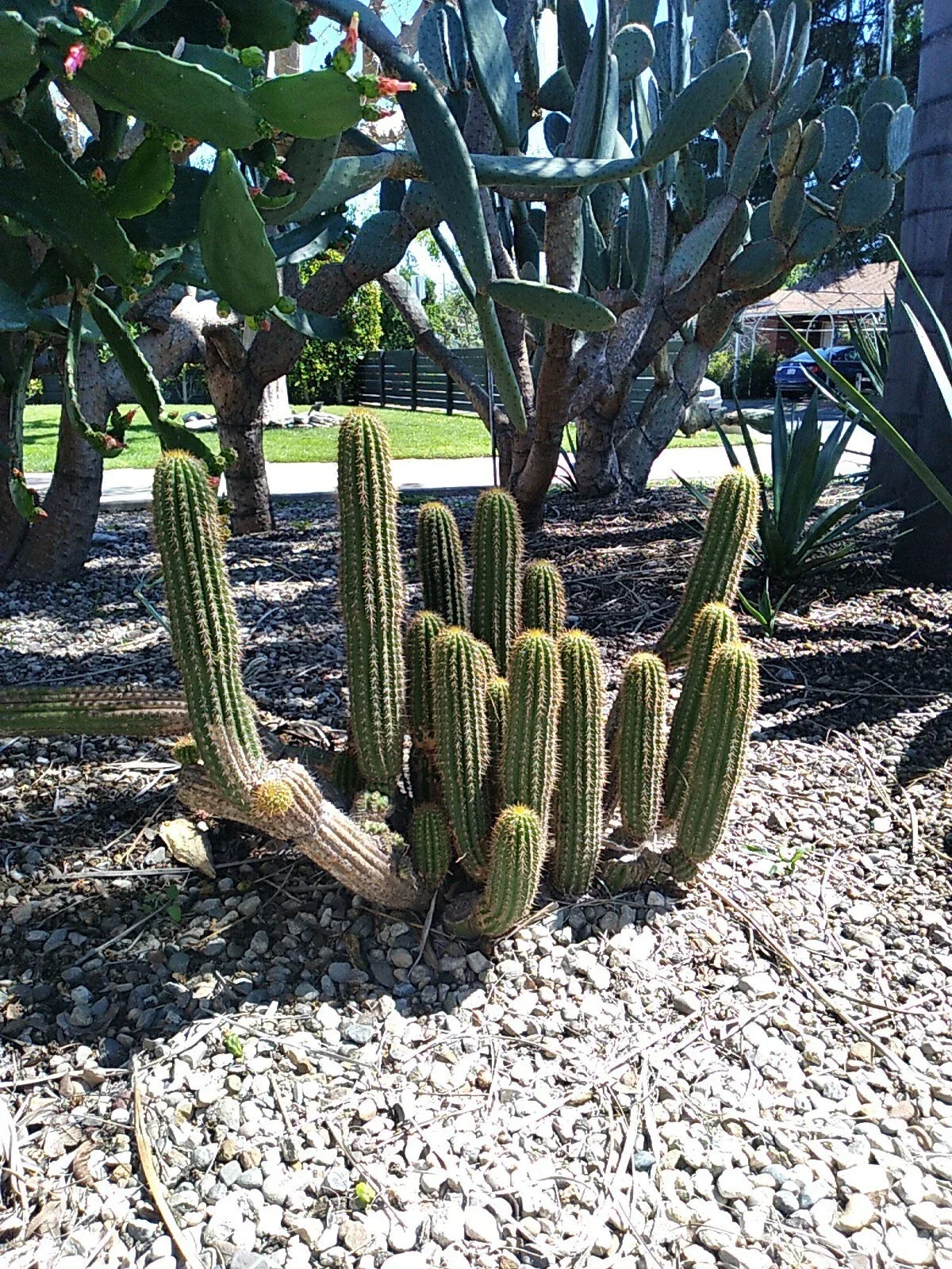 12" Echinopsis Spachiana Golden Torch Cactus Cutting - Succulent Indoor Plant, Drought-Tolerant Garden Decor