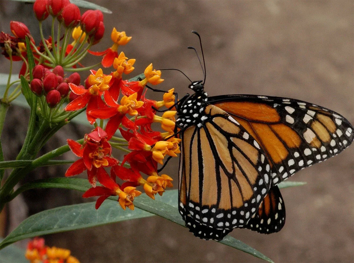 Blood Flower Seeds - Tropical Milkweed, Mexican Butterfly Weed, Asclepias curassavica, Non-GMO, Pollinator Attractant, Eco-Friendly Gardening