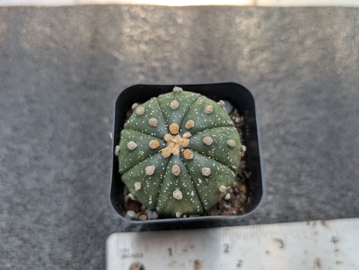 Astrophytum Asterias Rooted Cutting - 1.5 Inch Star-Shaped Cactus for Succulents & Collectors - Bare-Root Plant