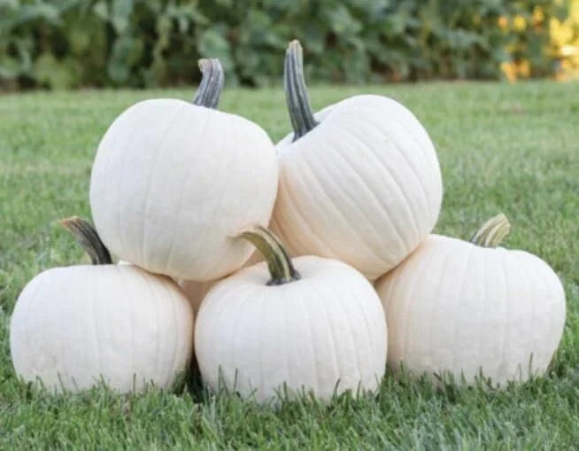 White Gold Pumpkin Seeds - 10 Count Heirloom Cucurbita pepo