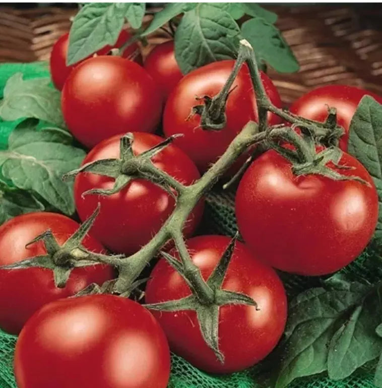 Moneymaker Tomato Seeds - Organic Non-GMO Heirloom Pack of 120+ Solanum lycopersicum for Home Gardening