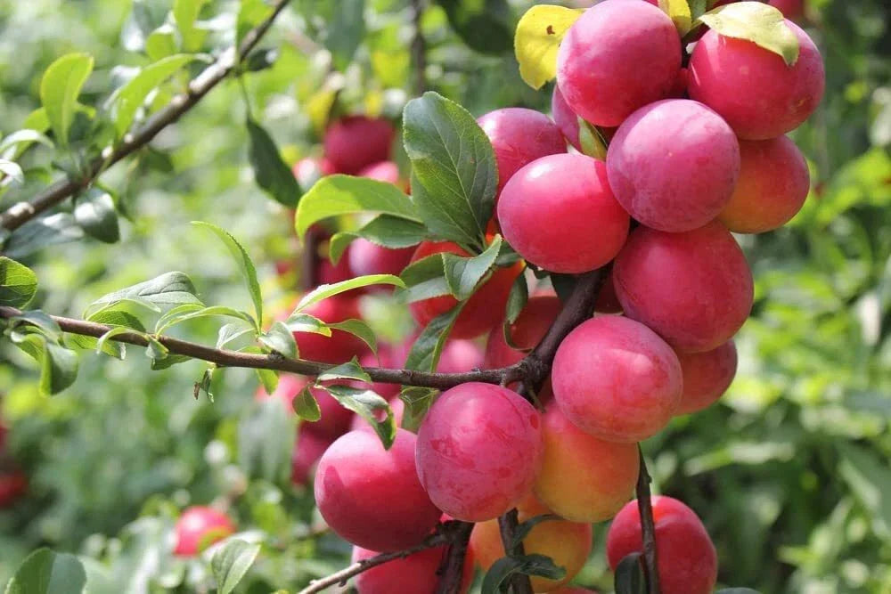 Plum Tree Seeds - 10 Prunus Americana Seeds - American Plum - Non-GMO, USA Grown