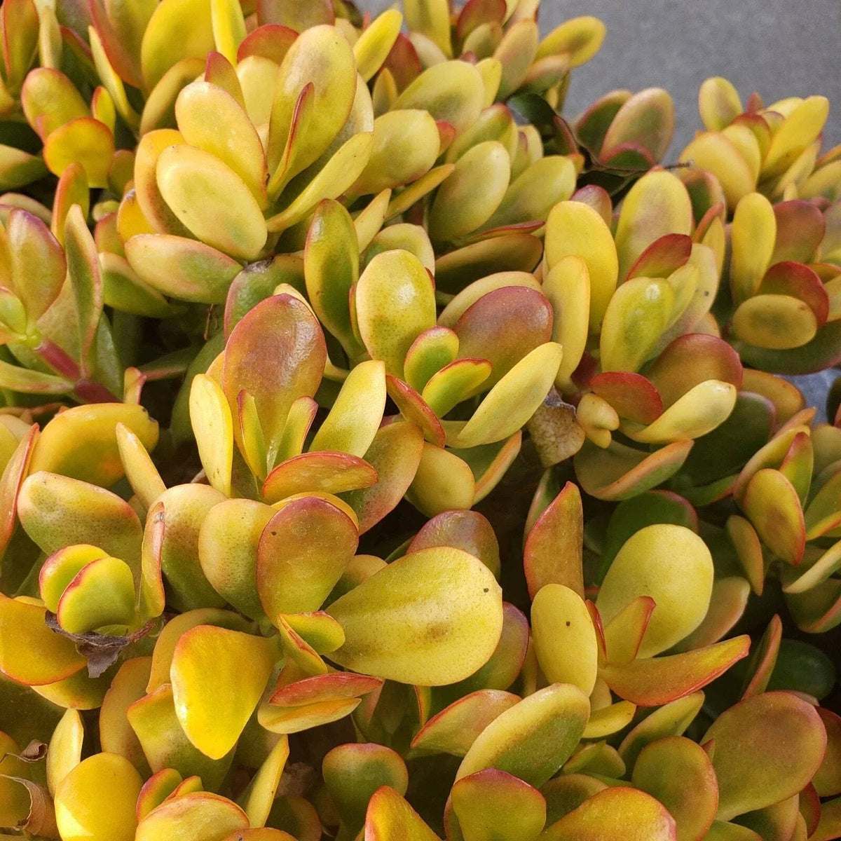 Succulent Cuttings 5 Crassula Ovata Hummel Sunset Golden Jade Plant Indoor House Plant Propagation