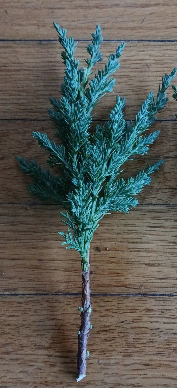 Pre Bonsai Juniper Cuttings 10 Pack Green Mound Juniper Juniperus chinensis for Bonsai Propagation