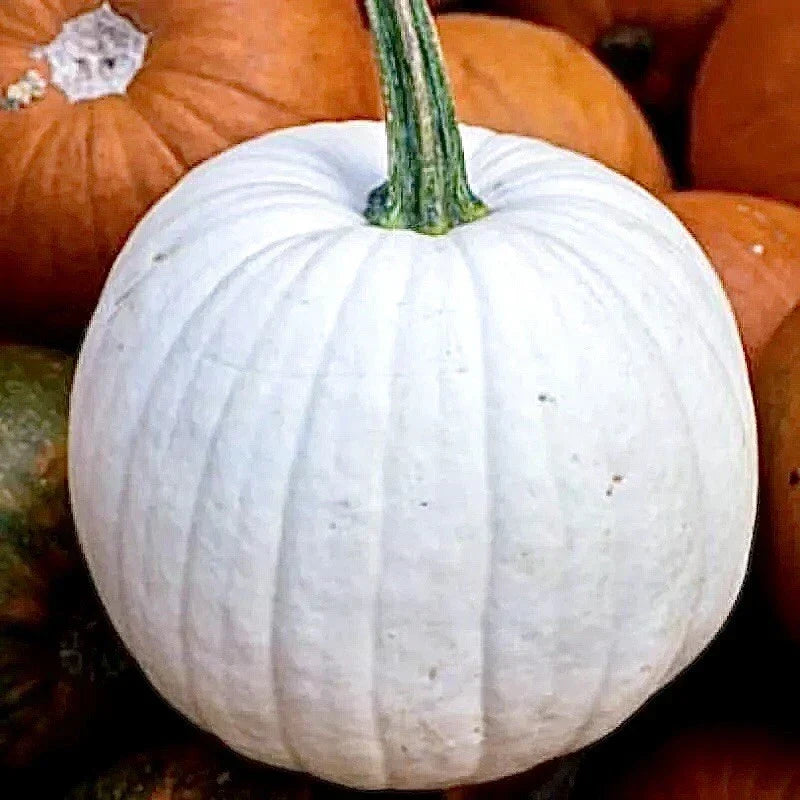 Casper White Pumpkin Seeds - 20 Non-GMO Rare Seeds for Fall Gardening - Cucurbita Pepo