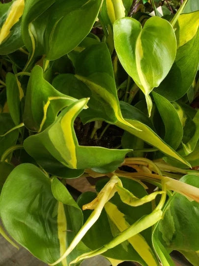 Philodendron Brasil Cordatum Indoor Houseplant - Trailing Heart Leaf Plant, Variegated Green and Yellow, Starter Plant