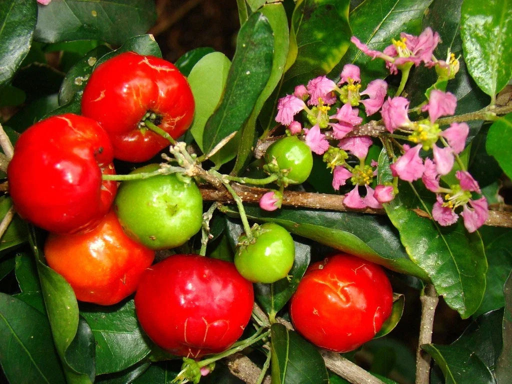 Barbados Cherry Seeds - 10 Pack - Malpighia Emarginata Tropical Fruit Seeds for Garden or Container Planting