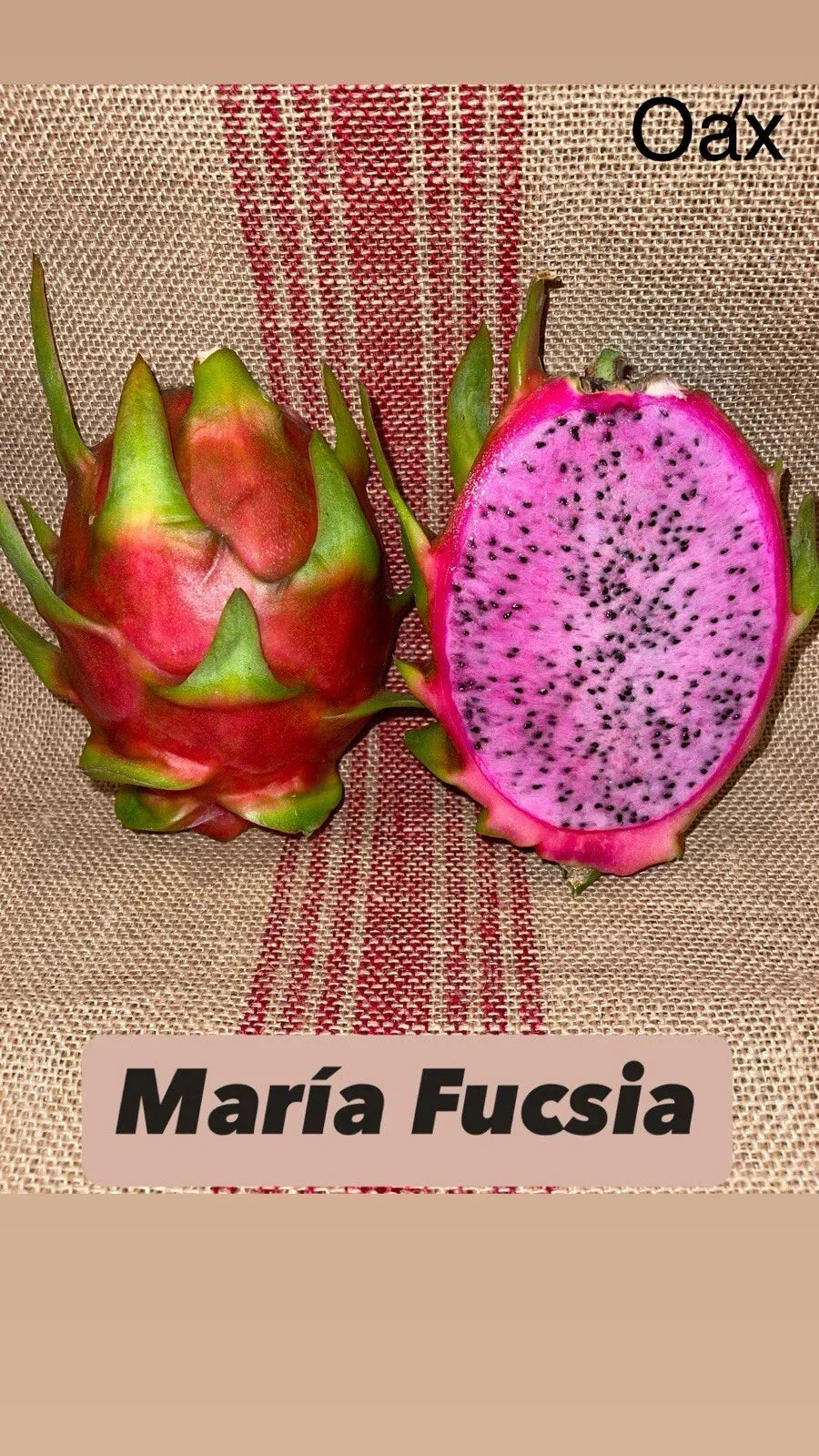 Dragon Fruit Cuttings - Mature Maria Fucsia Variety - Hylocereus undatus - Tropical Fruit Plant for Gardening