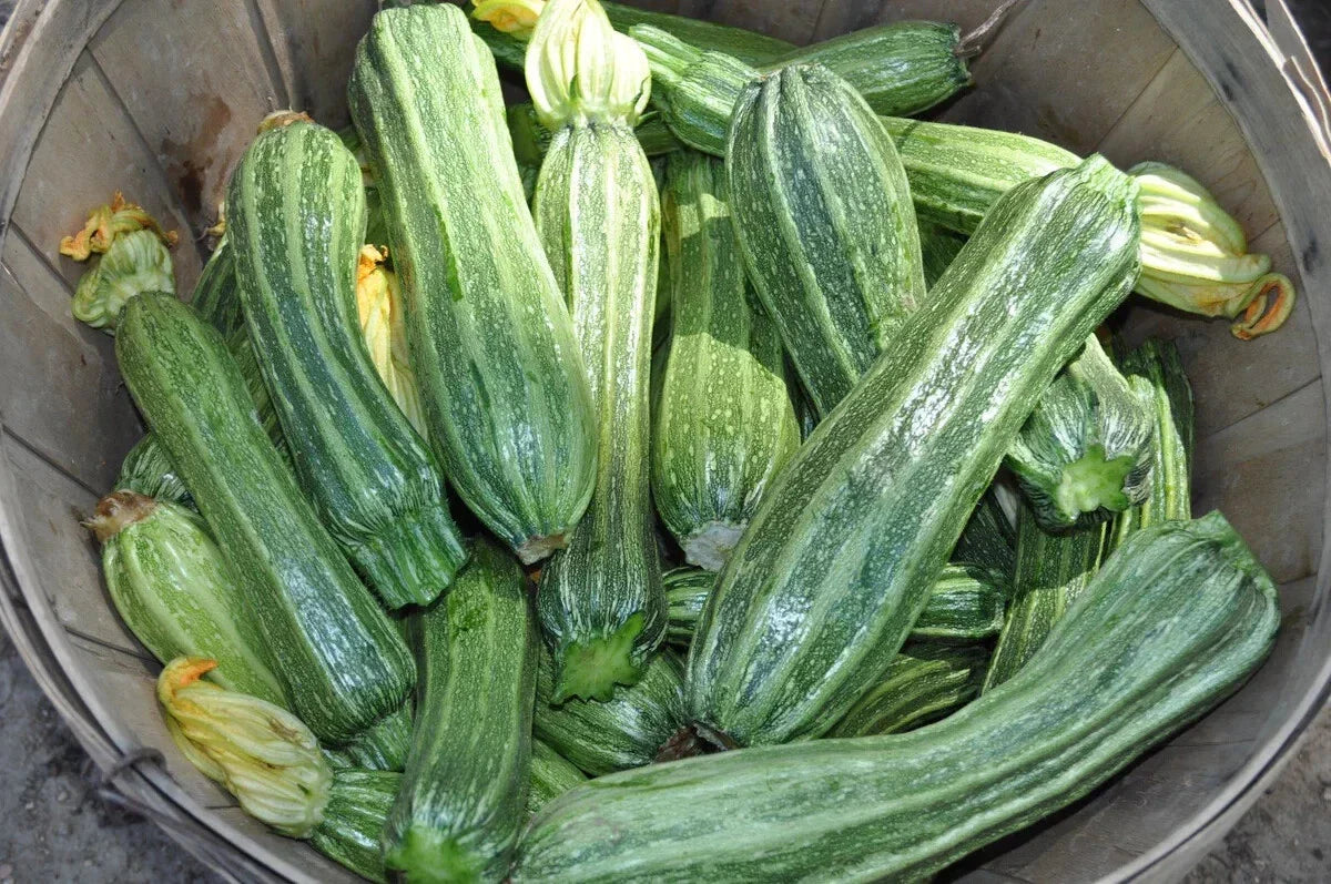 Costata Romanesco Zucchini Squash Seeds - 25+ Organic Heirloom - Cucurbita pepo