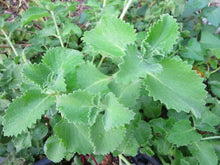 Cuban Oregano Cuttings - 6 Live Unrooted Edible Herb Plants - Plectranthus amboinicus