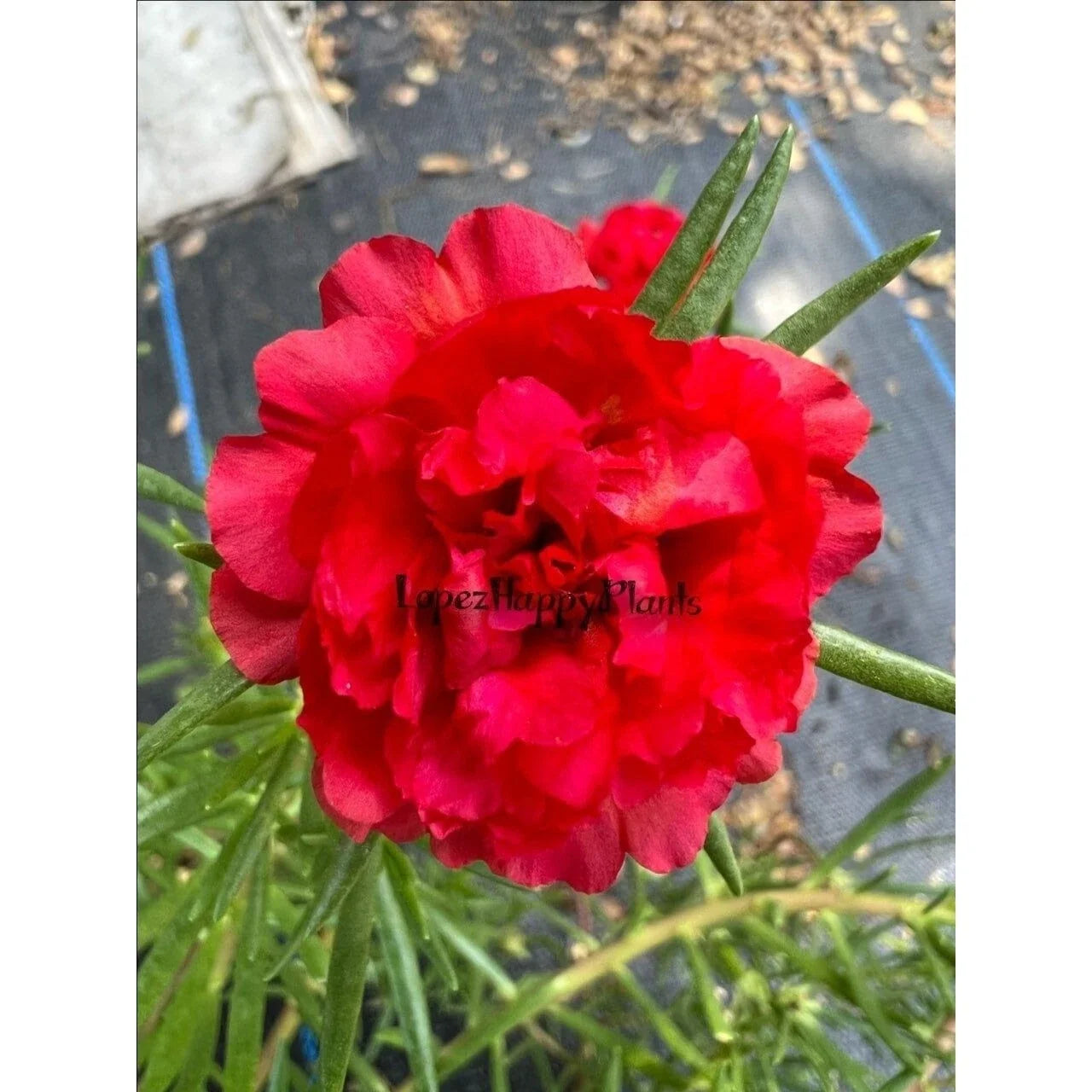 Unrooted Succulent Cuttings - Red Portulaca grandiflora - Moss Rose Garden or Indoor Plant