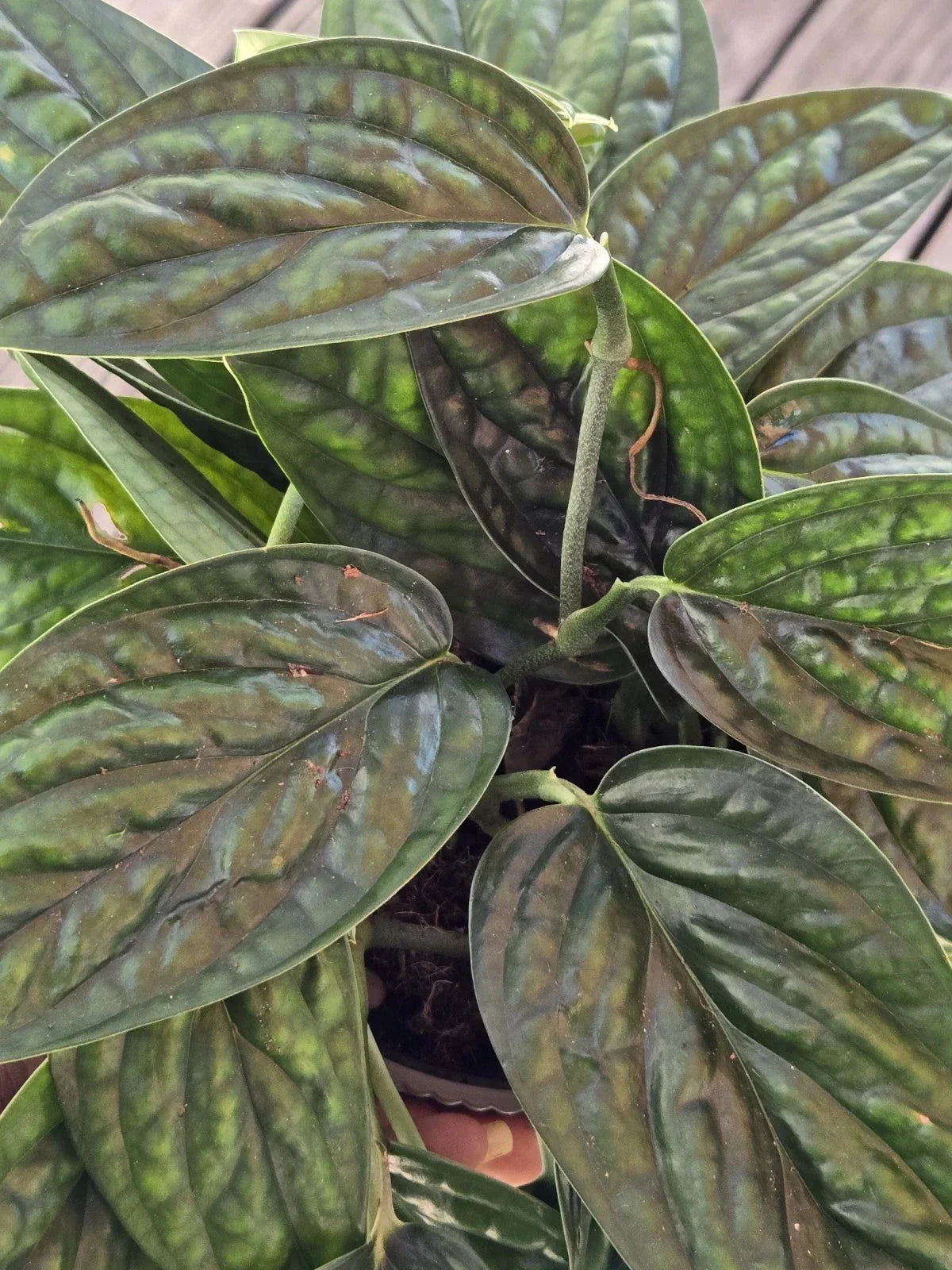 Monstera Peru Plant Cuttings - Tropical Houseplant Propagation - Monstera karstenianum, Indoor/Outdoor Vine
