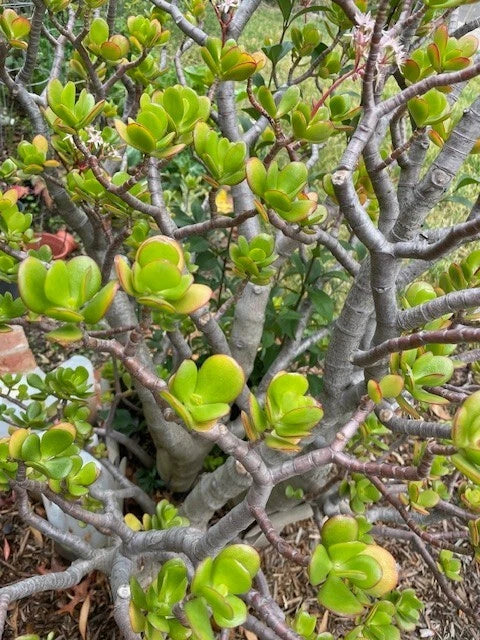 Jade Plant Cuttings - Succulent Propagation Trio - Crassula ovata - Deep Green Bonsai Style