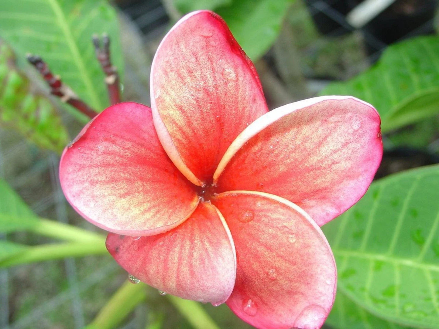 Plumeria Seeds - 5 Orange Pink Hawaiian Flower Lei - Perennial Bloom (Plumeria spp.)