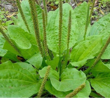 Plantain Seeds 300+ Count - Plantago Major Herb - Perennial Garden - Ideal for Teas - Free Shipping