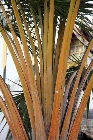 Golden Palm Tree Seeds - 10 Pack Corypha utan Buri Palm for Planting
