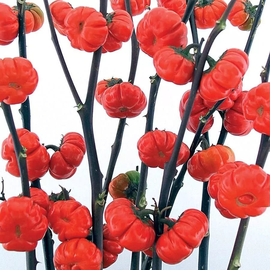 Pumpkin on a Stick Eggplant Seeds - 10 Seeds - Ornamental Solanum integrifolium