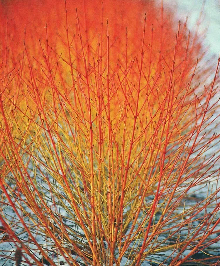 Winter Flame Fire Bush Hedge Seeds | Bloodtwig Red Dogwood | Cornus Sanguinea | Vibrant Red Stems & Ornamental Shrub