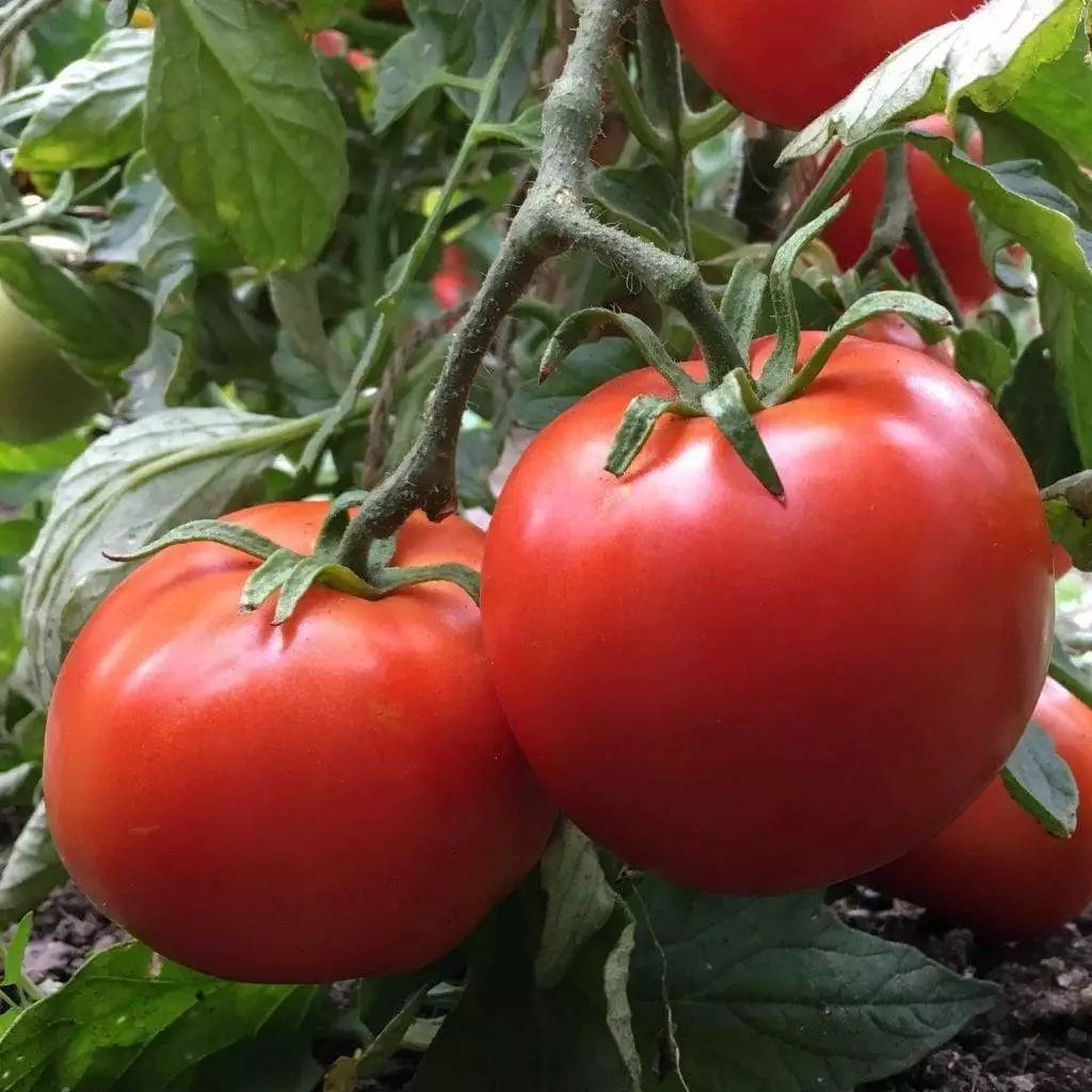 Manitoba Tomato Seeds - 30 Non-GMO Heirloom Solanum lycopersicum for Container Gardening