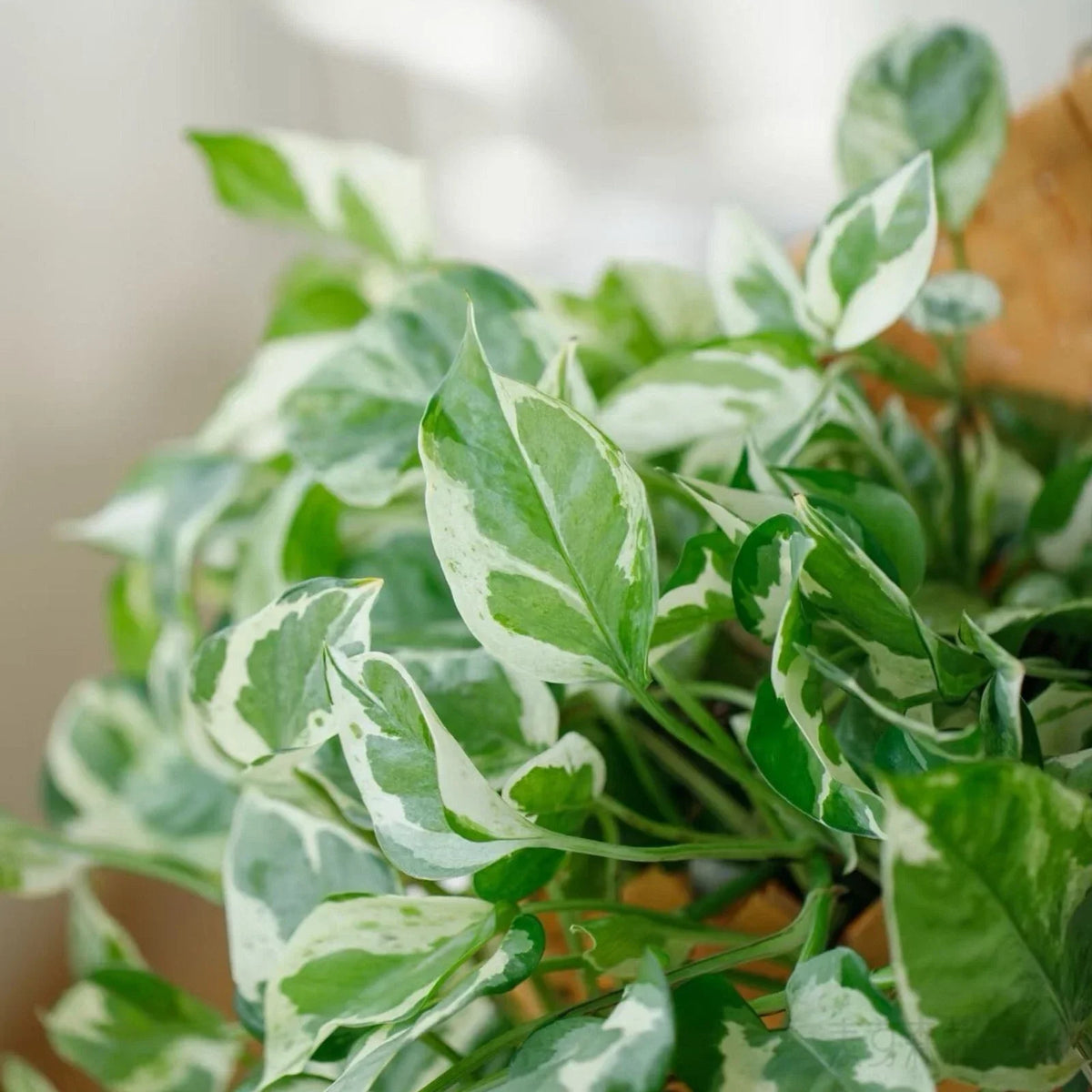 Pothos Cuttings 4"-5" Pearls and Jade Variegated Indoor House Plant Epipremnum aureum