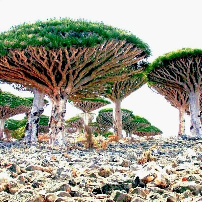 Dragon's Blood Tree Seeds – Dracaena draco – Exotic Canary Islands Bonsai Seeds for Indoor & Outdoor Cultivation