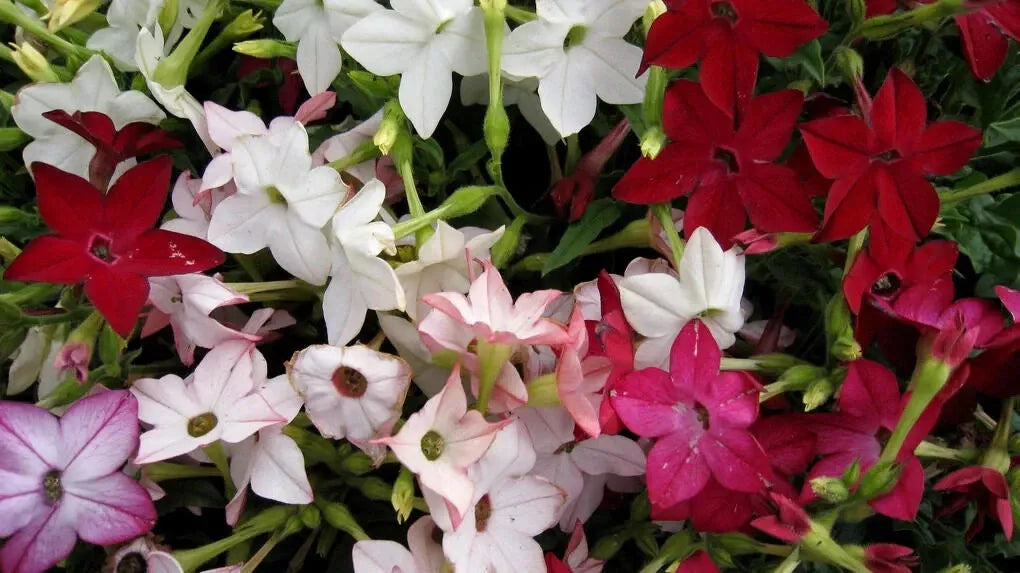 Tobacco Jasmine Seeds - 1000 Count Night Scented Fragrant Philadelphus spp. for Garden, Patio & Indoor Planting