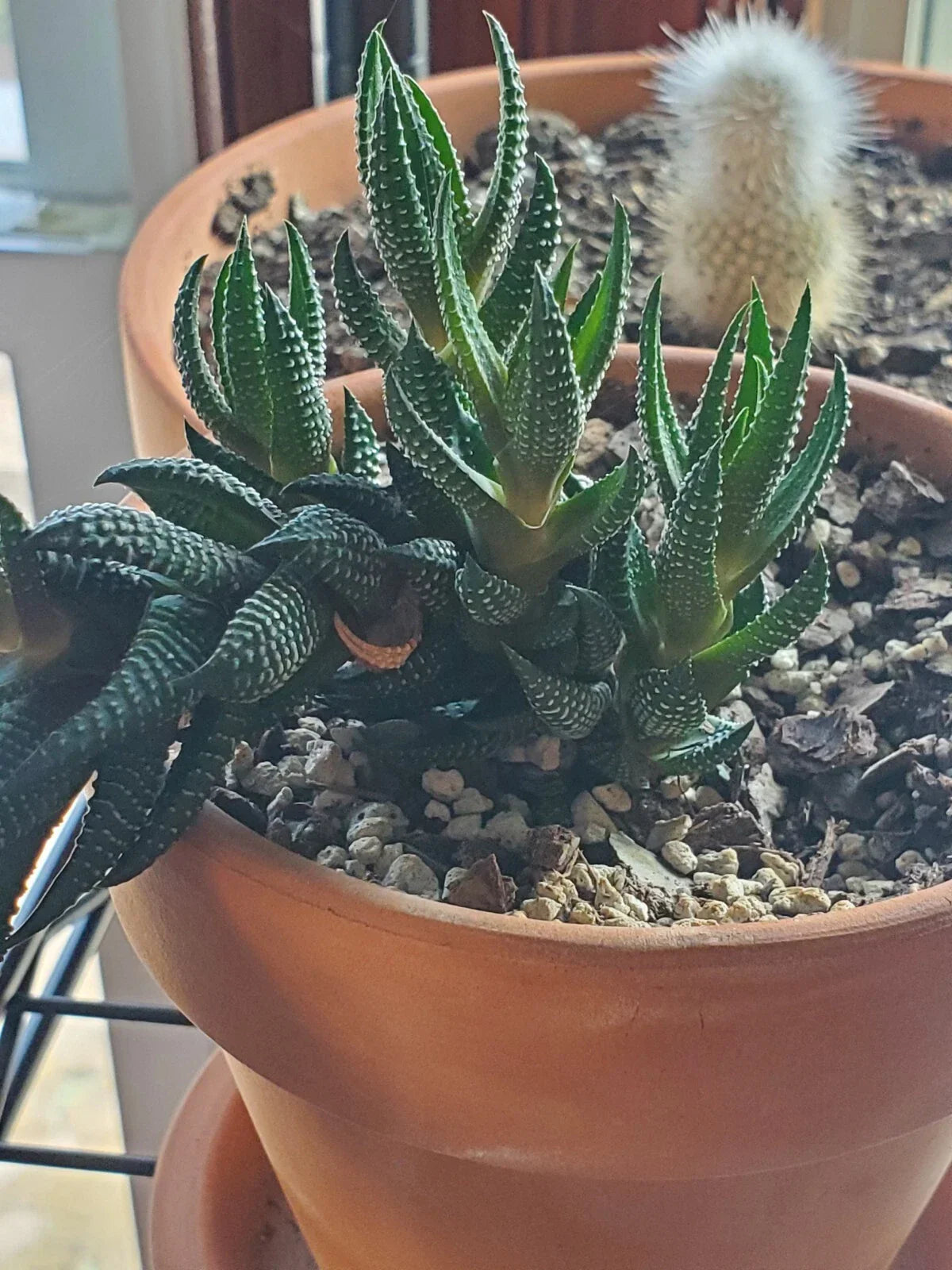 Zebra Plant Live Cutting | Haworthia Variegated Succulent | Indoor Houseplant | Easy Care, Drought Tolerant, Unique White-Striped Leaves