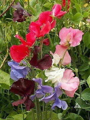 Sweet Pea Seeds 250 Count Multiflora Gigantea Mix Fragrant Climbing Vine Lathyrus odoratus