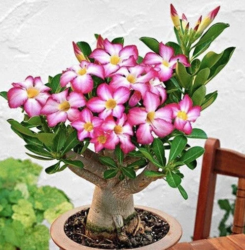 Mixed Color Desert Rose Seeds - Adenium Obesum - Vibrant Blooms - Full Sun - 5 Seeds for Garden & Indoor Planting