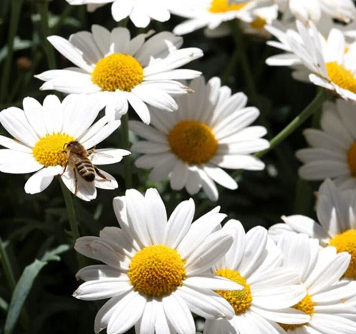 Ox Eye Daisy Flower Seeds 500+ Perennial for Bees and Butterflies Leucanthemum vulgare Garden Seeds