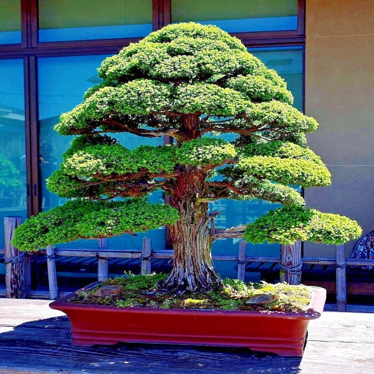 Japanese Red Cedar Tree Seeds Cryptomeria japonica Bonsai Evergreen Seed Pack of 20
