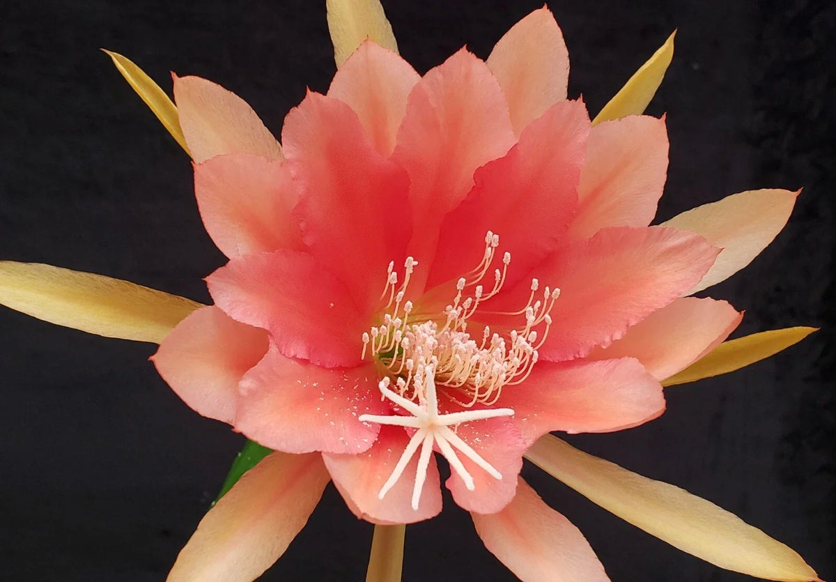 Epiphyllum 'Jan Killian' Unrooted Cutting - Rare Orchid Cactus, Tropical Houseplant, Unique Succulent Variety