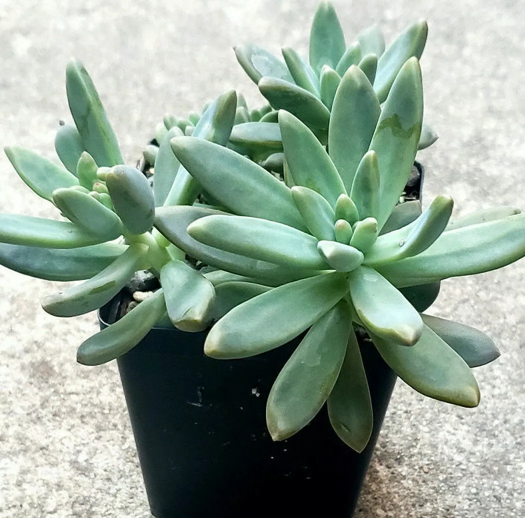 Pachyveria Blue Pearl Succulent Plants - 2 Inch Diameter Indoor Garden Decor - Easy Care, Low Maintenance, Rosette Shape