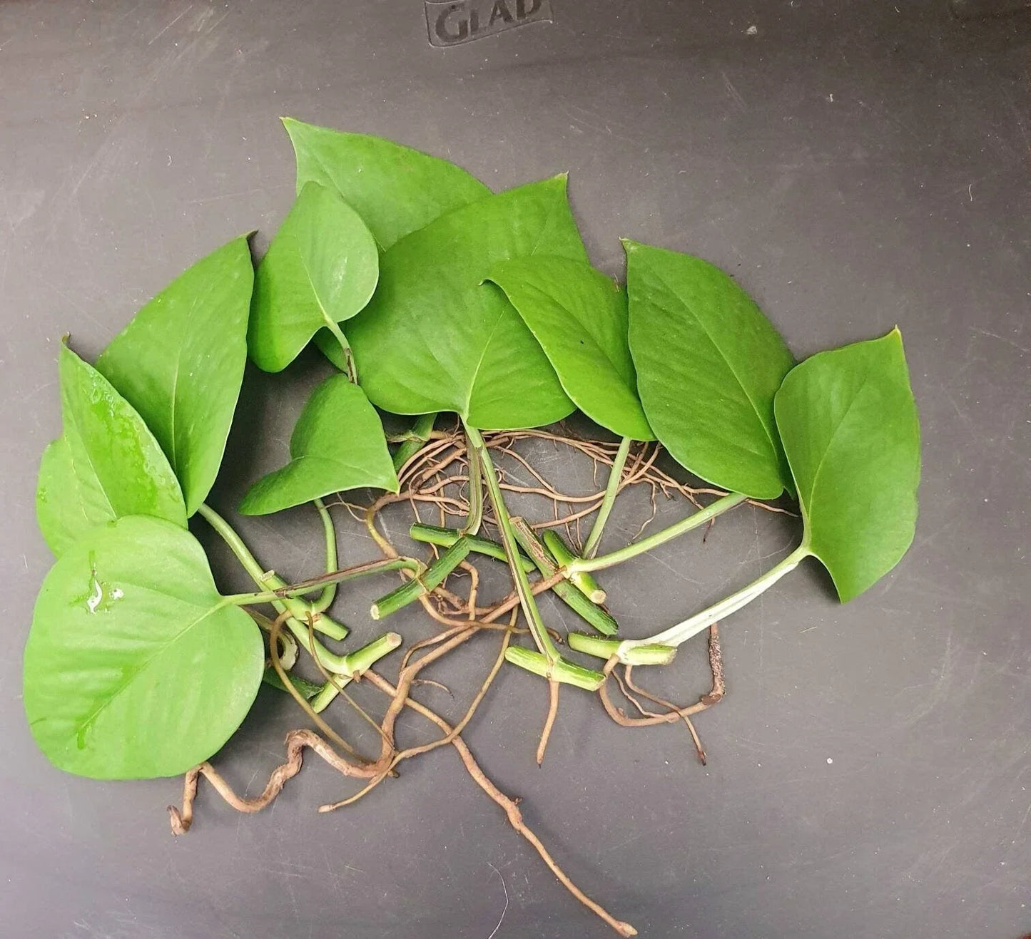 Jade Pothos Cuttings - 10 Leaf Propagation Set with Nodes & Air Roots - Epipremnum aureum Indoor Plant
