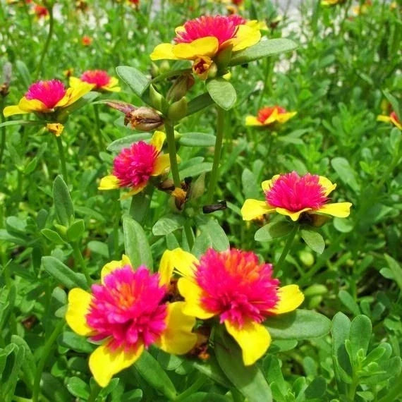 Hot Pink and Yellow Purslane Cuttings – 6 Easy to Grow Portulaca oleracea for Gardens & Containers