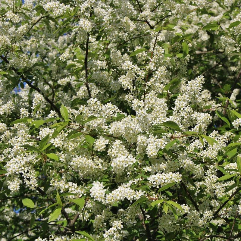 Hackberry Tree Live Bare Root 16+ Inches | Celtis occidentalis Zone 3-9