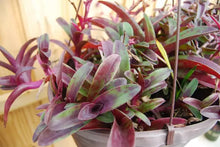 Setcreasea Cutting, Tradescantia Pallida 'Tampicana', Uncommon Wandering Jew Plant Cutting, Indoor Houseplant
