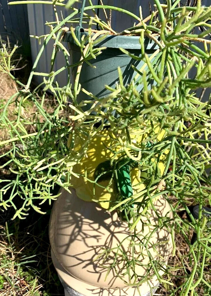 Fresh Rhipsalis Prismatica Cuttings – Rare Orchid Cactus Propagation Pack, Indoor Hardy Plant, Epiphytic Cactus, Hanging Arrangement