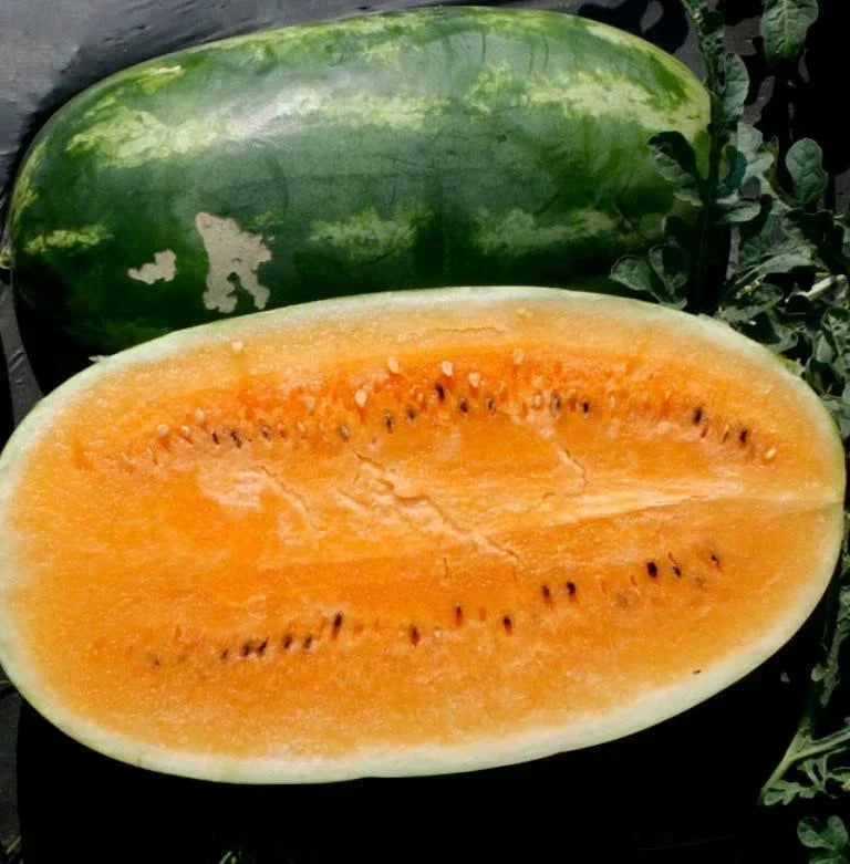 Tendersweet Orange Watermelon Seeds - Non-GMO Heirloom Organic, Citrullus lanatus, Sweet, Vining, Seed Packet