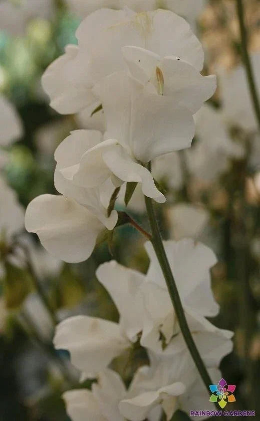 Sweet Pea Seeds - 50+ Solstice White Variety - Lathyrus odoratus - Non-GMO - USA