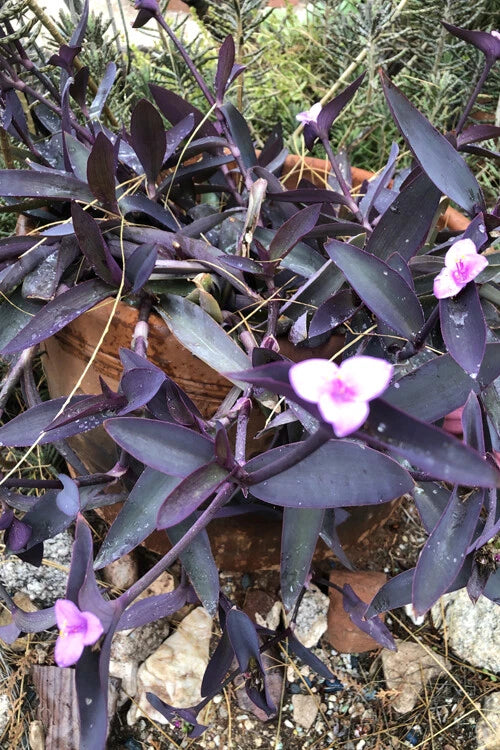 Wandering Jew Cuttings - 10 Organic Purple Heart Tradescantia Pallida Plant Propagation Material