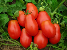 Roma Tomato Seeds - Organic Heirloom Non-GMO, 120+ Lycopersicon esculentum, for home gardening, sauces, canning, container planting