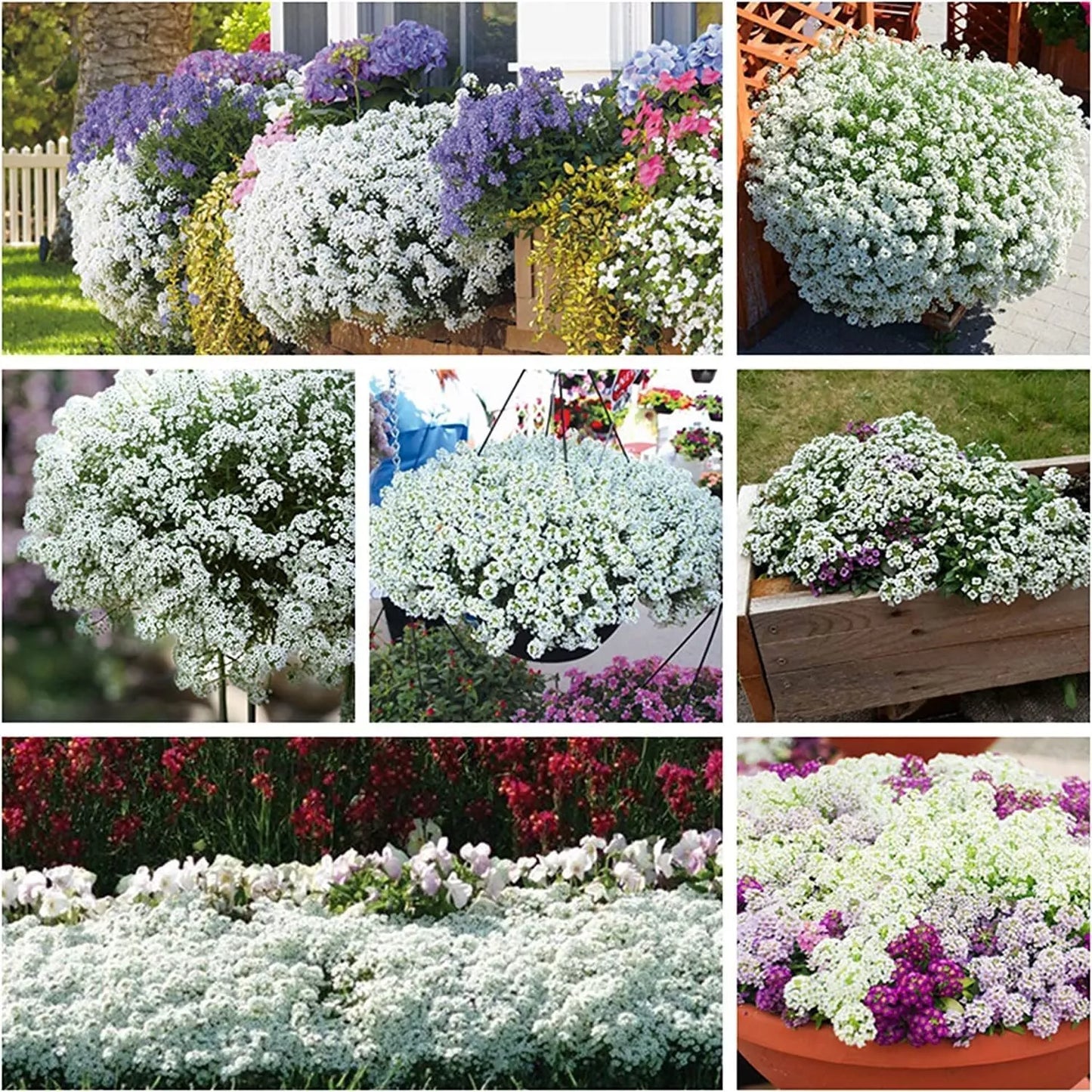250 White Alyssum Clover Seeds | Snow White Thyme Ground Cover | Lobularia maritima