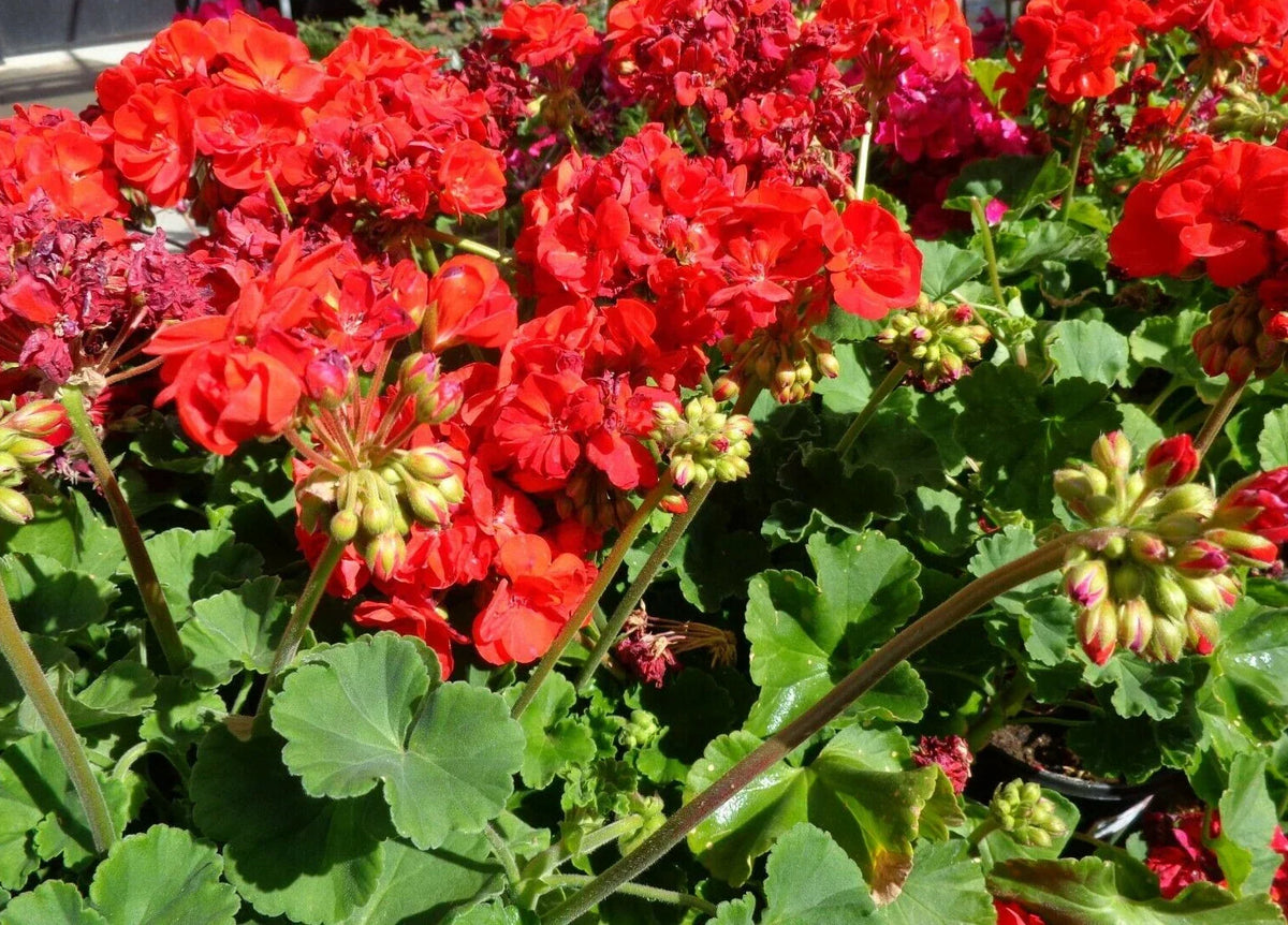 Hardy Geranium Cuttings – 5 Pack, Big Red Flowers, Fragrant Pelargonium x hortorum, Garden Plants, Indoor & Outdoor