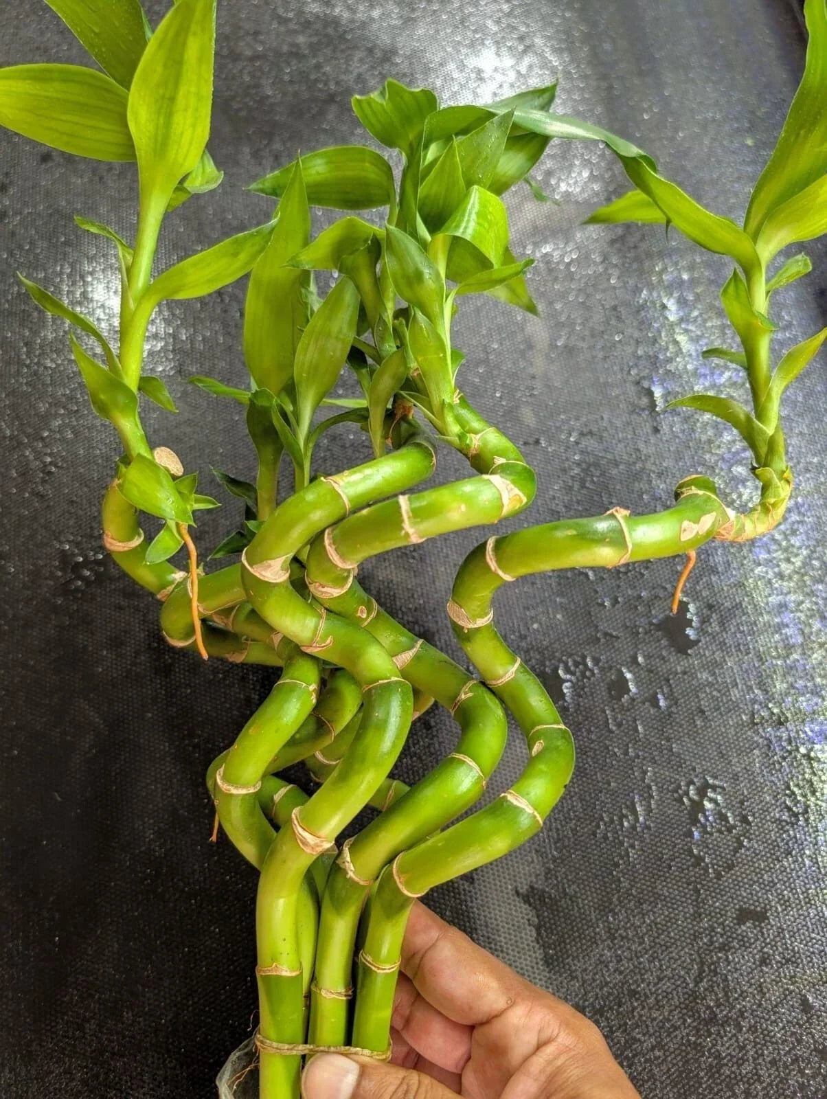 Curly Bamboo Live Plants 3 XL (12"-20") for Aquarium Pond, Dracaena sanderiana, Easy Aquatic Plant, Freshwater & Saltwater